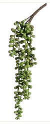 STRING OF PEARLS SUCCULENT 13"