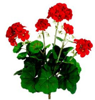 GERANIUM BUSH 16" RE