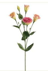 LISIANTHUS SPRAY PINK/TT 30"