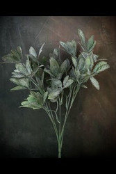 SCHEFFLERA GREENERY BUSH PLASTIC 14"