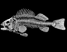 Fishbones T-Shirt