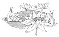 Waterlily Snails - 69A01