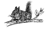 Squirrel - 33A04