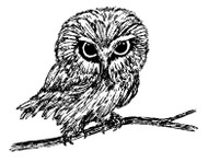 Owl - 30A04