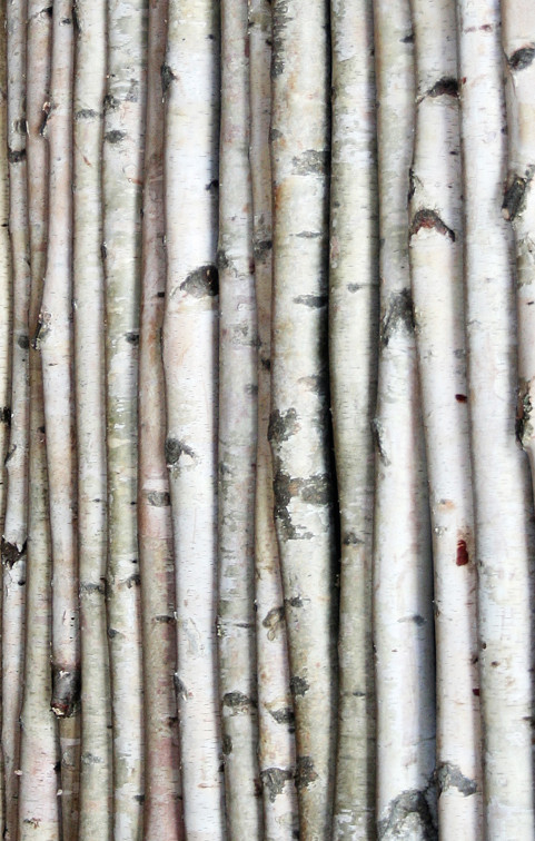 Bundle of White Birch Logs