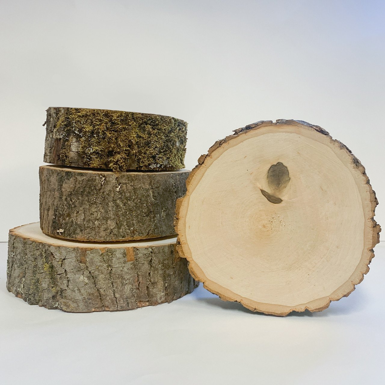 Basswood Thick XS Rounds (4 pk) - Birch Logs