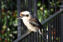 Test 12 - Kookaburras