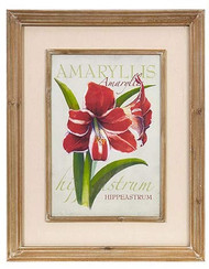 R Z Amaryllis Framed Botanical Print 20.5”L X 26”H