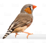 Zebra Finch