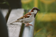 Society Finch