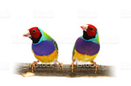 Gouldian Finch