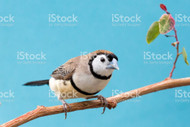 Owl Finch