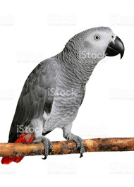 Congo African Grey Parrot