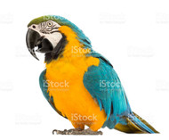 Blue and Gold Macaw
