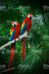 Scarlet Macaw