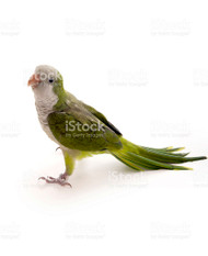 Quaker Parrot