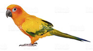 Sun Conure