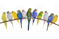 Parakeet