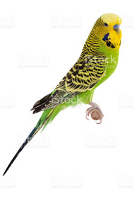 English Budgie