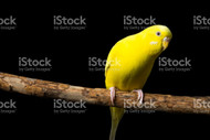 Lutino  & Blue Parakeets