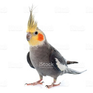 Cockatiel