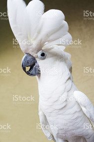 Umbrella Cockatoo