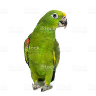 Yellow-Naped Amazon Parrot