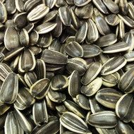Stripe Black Grey Sunflower Medium