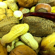 Boca Nuts in Shell