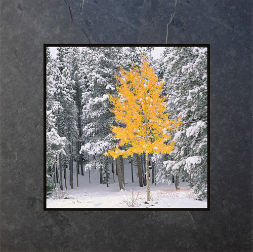 This fine art photographic print by David Clack is mounted on tile. This image has a fade and scratch resistant laminate coating. 
