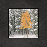 Fine art photography by David Clack mounted on tile. 