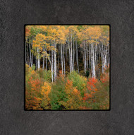 Fine art photography by David Clack mounted on tile. 