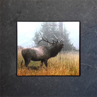 Wildlife Images
David Clack works with several of the United States’ most prominent wildlife photographers to apply their images onto tile. This image has a fade and scratch resistant laminate coating. 
