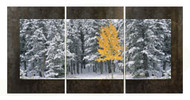 Panoramic fine art photography by David Clack mounted as a triptych.  Image is UV laminated onto three panels with a fade and scratch resistant coating. No need to find a stud to hang. Each oxidized porcelain panel is 16×24 inches with overall dimensions of 48×24 inches. This elegant presentation is ready to hang and big enough to go on a large wall in an office or over a sofa in a living room.