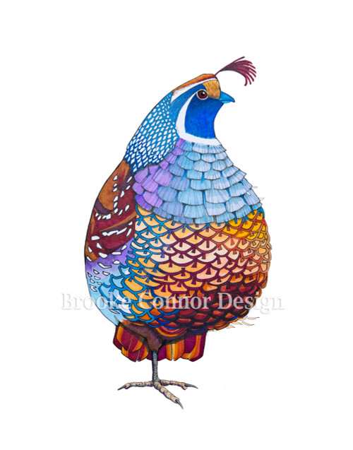 "California Quail" by Brooke Connor