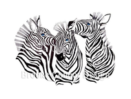 "Three Zebras" by Brooke Connor