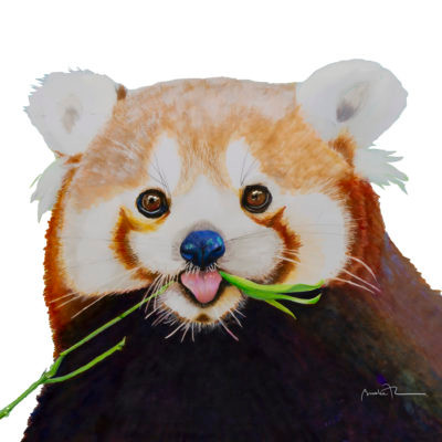 Red Panda