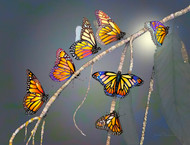 "Butterflied Branch" by Brooke Connor