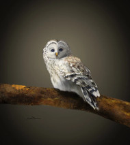 "Small White Owl" by Brooke Connor