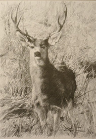 Mule Deer Buck, Charcoal Drawing by Mitch Caster, 7x10