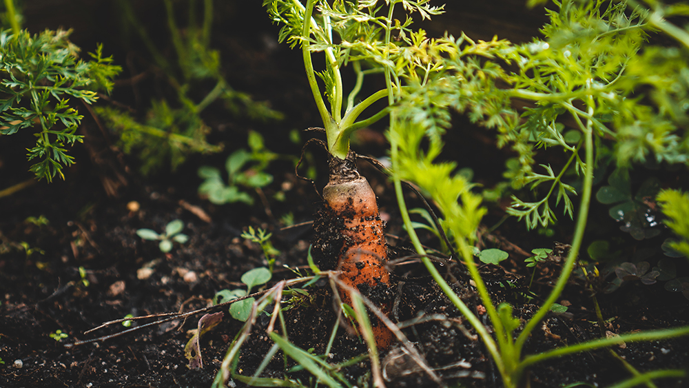 Composting for Healthy Soil and Nutritious Food Elevate Packaging