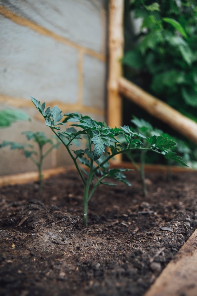 Tomato plants Growing in compost