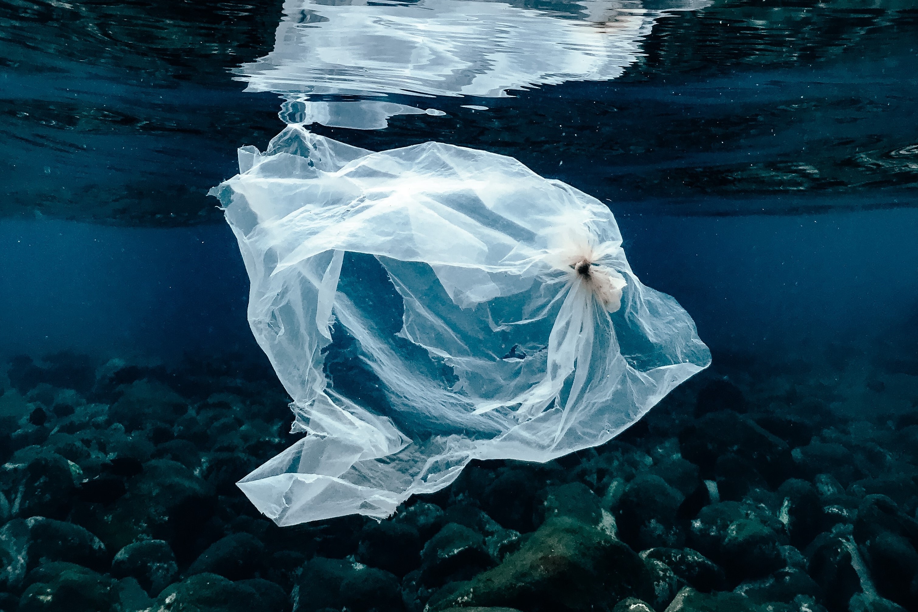 Effects of Plastic Pollution on Biodiveristy