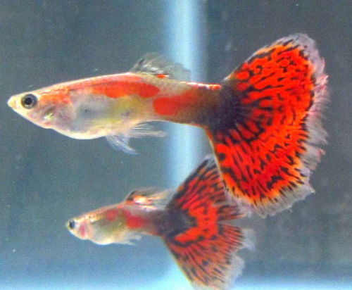  Red  Dragon Male Guppy  TRiN s Tropical Fish 