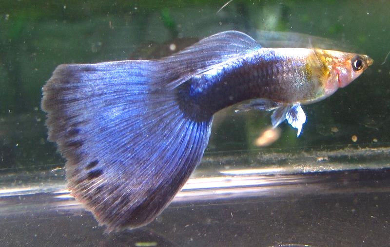  Neon  Blue Male Guppy  TRiN s Tropical Fish 