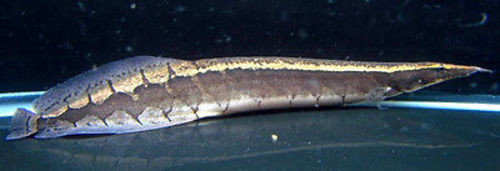 Borneo Python Eel Live Freshwater Aquarium Fish - TRiN's Tropical Fish