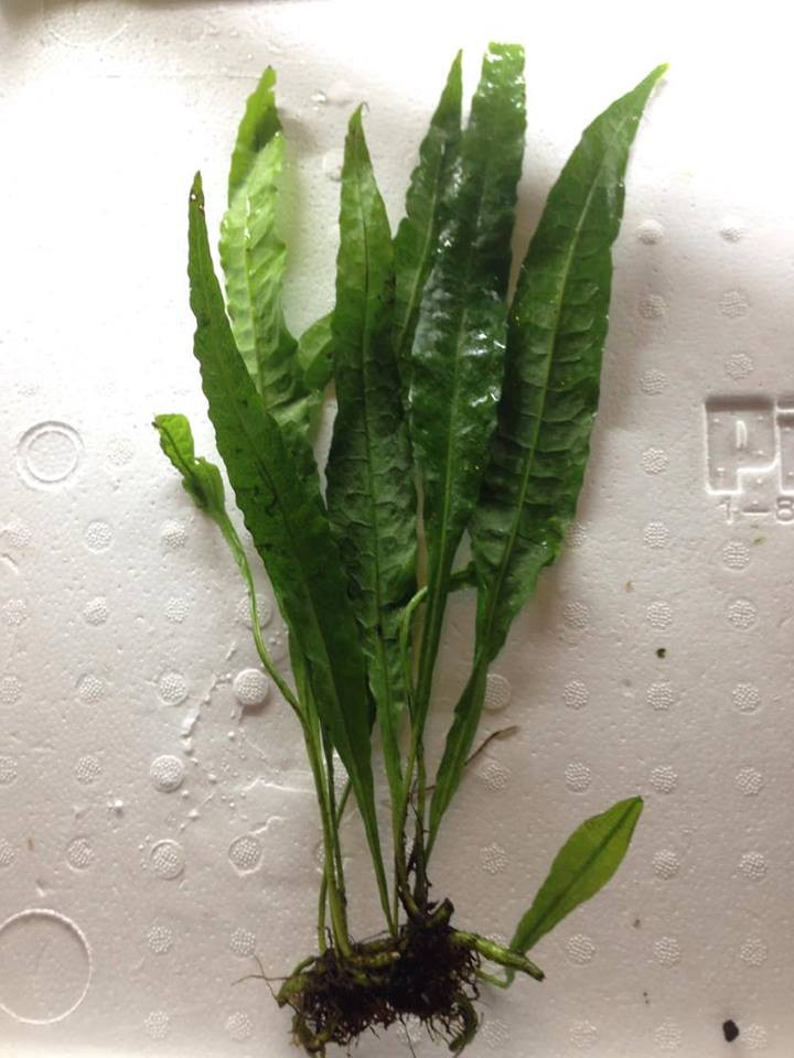 Java Fern LARGE TRiN s Tropical Fish Java Fern LARGE TRiN s Tropical Fish