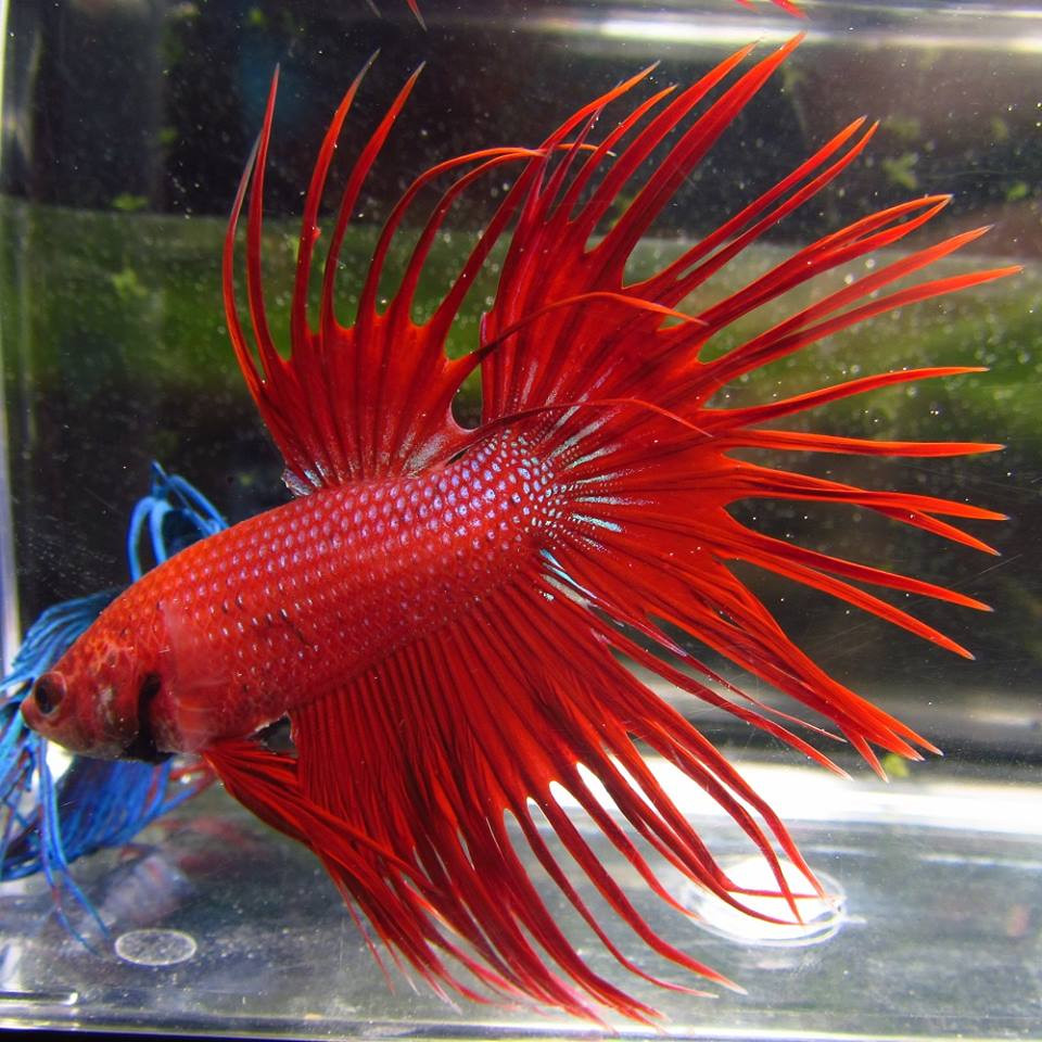 Pre-Order Assorted Color Crowntail Male Bettas - TRiN’s Tropical Fish