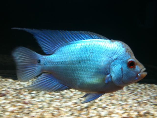 Blue Diamond Flowerhorn