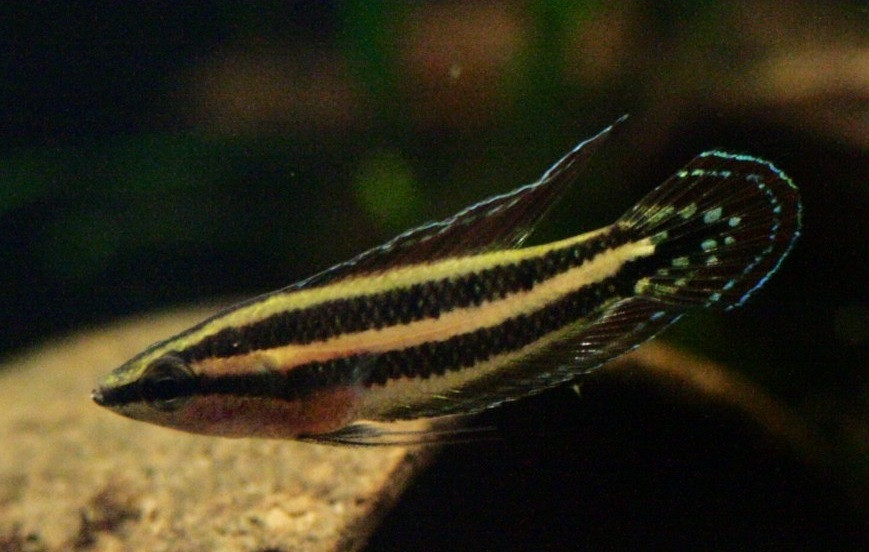 Licorice Gourami swimming